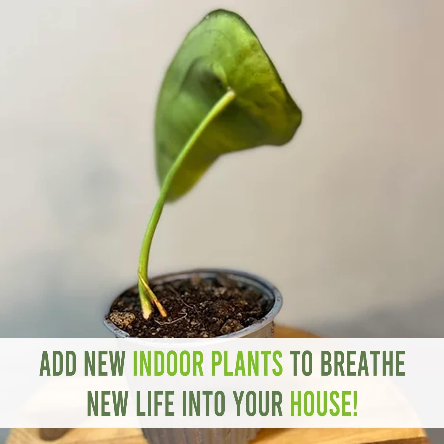 Anthurium Peltigerum | Large Elephant Ear Plant for Indoors | Air-Purifying Hea