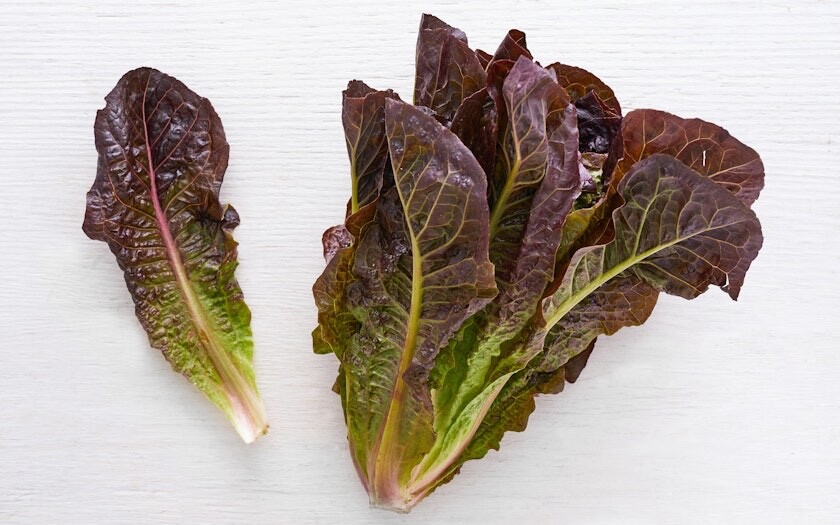 Red Romaine Lettuce Heirloom Seeds – Non GMO- 500 Seeds