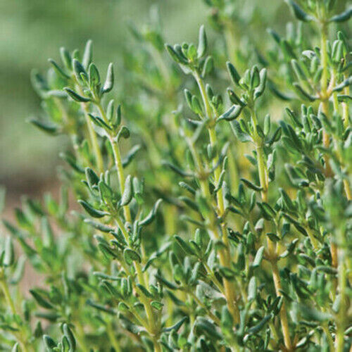 SCARBOROUGH SEEDS 1000 German Winter Thyme Seeds Herb Heirloom NON-GMO Fragrant