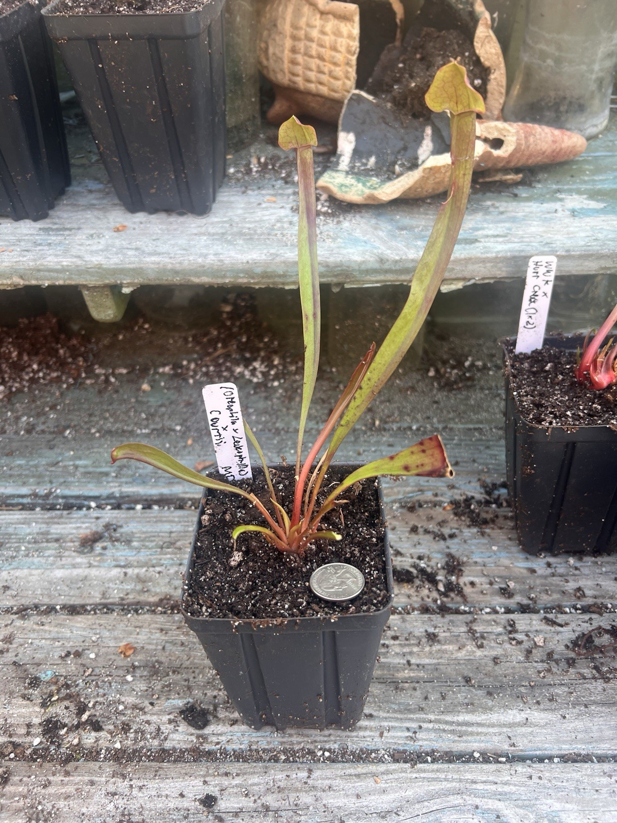 Sarracenia (oreophila X Leucophylla) X Courtii Medium Division