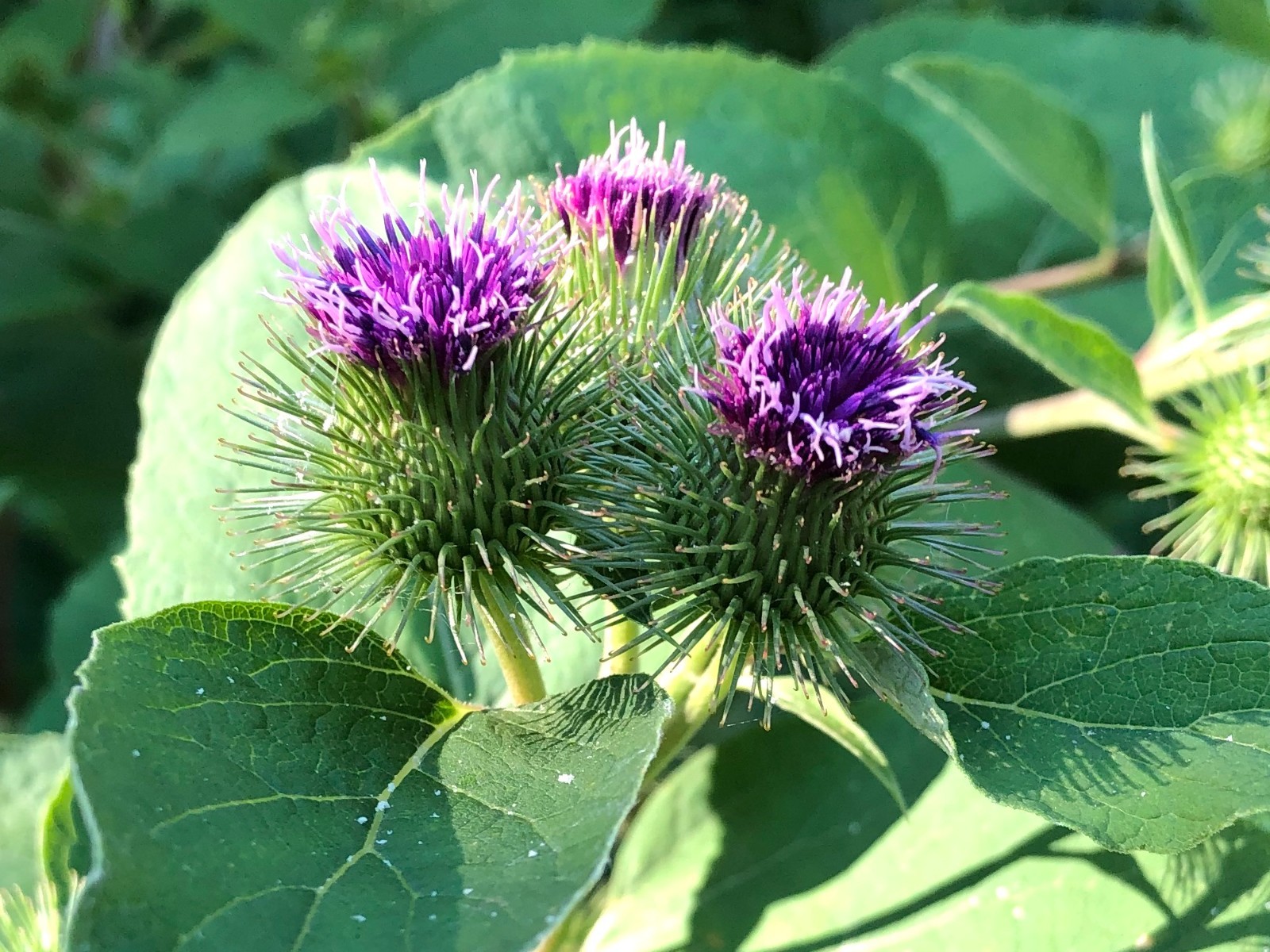 Burdock Plants, 5 Established Plants, Arctium lappa, Medicinal Herb, Organic