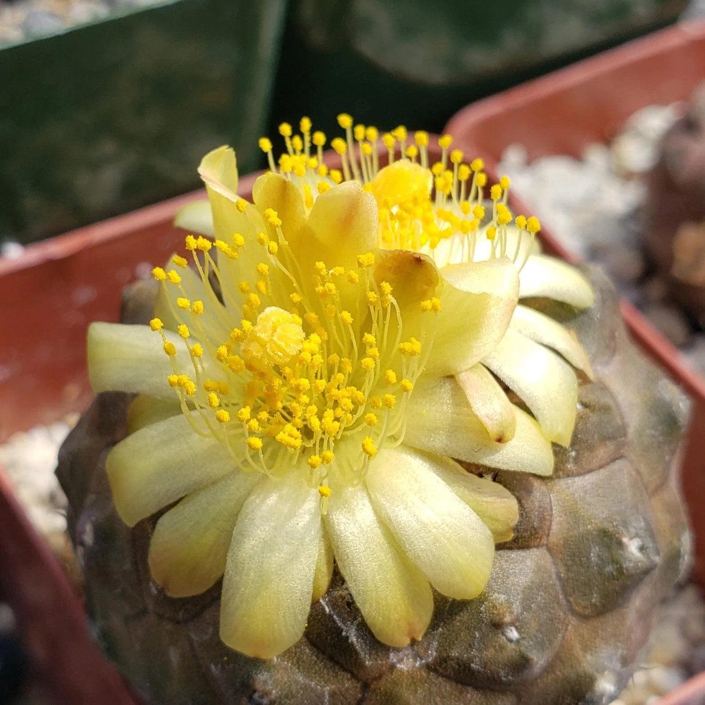 Copiapoa hypogaea barquitensis cactus Cacti Succulent real live plant