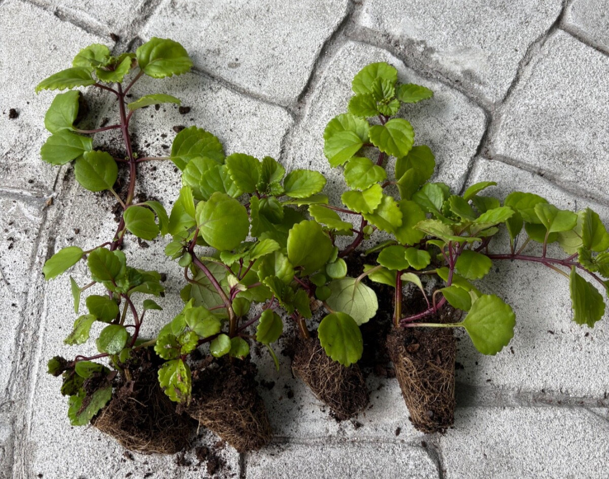 4 LIVE PLANT Swedish Ivy Creeping Charlie Rooted Plants Shipped with soil