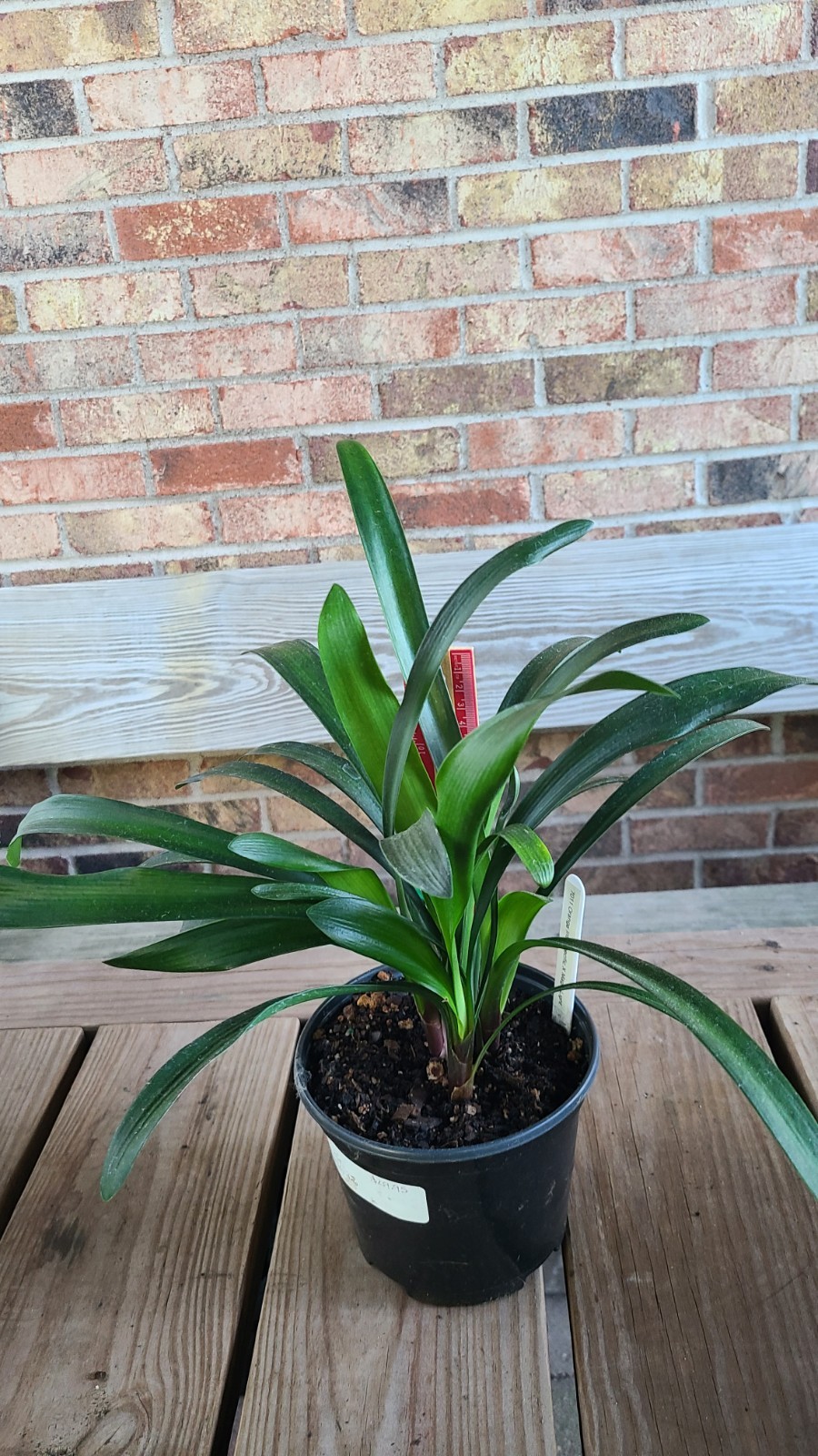 Clivia green throat orange interspecific hybrid x Magic Light one plant