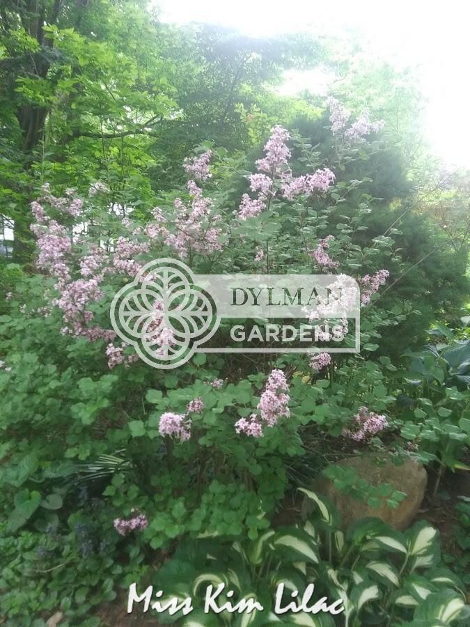 Miss Kim Lilac (Syringa pubescens patula ‘Miss Kim’) Live Plant – Multiple Sizes