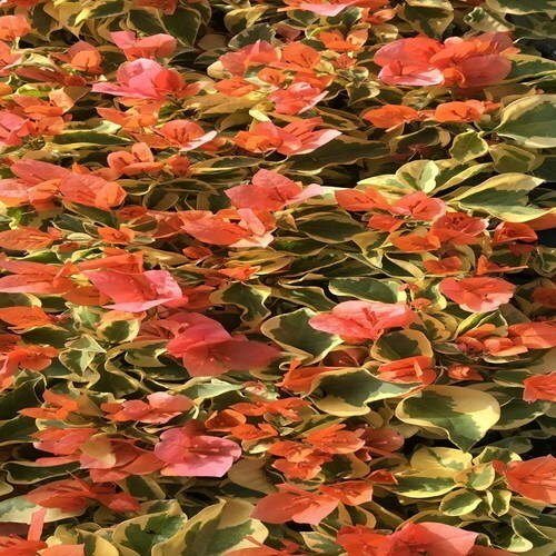 Well Rooted **ORANGE ICE** VARIEGATED Bougainvillea starter/plug plant*