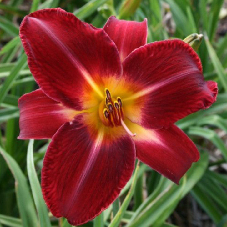 Set 5 Red Volunteer Daylily Roots – Hemerocallis – Hardy Perennial Flowering