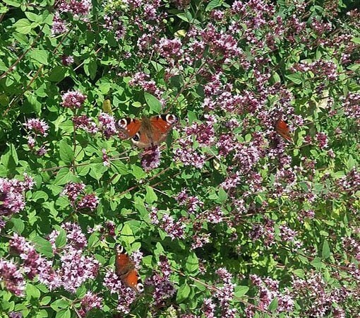 250 ITALIAN OREGANO HERB SEEDS ~ 2026 ~ heirloomseedguy ~ USA