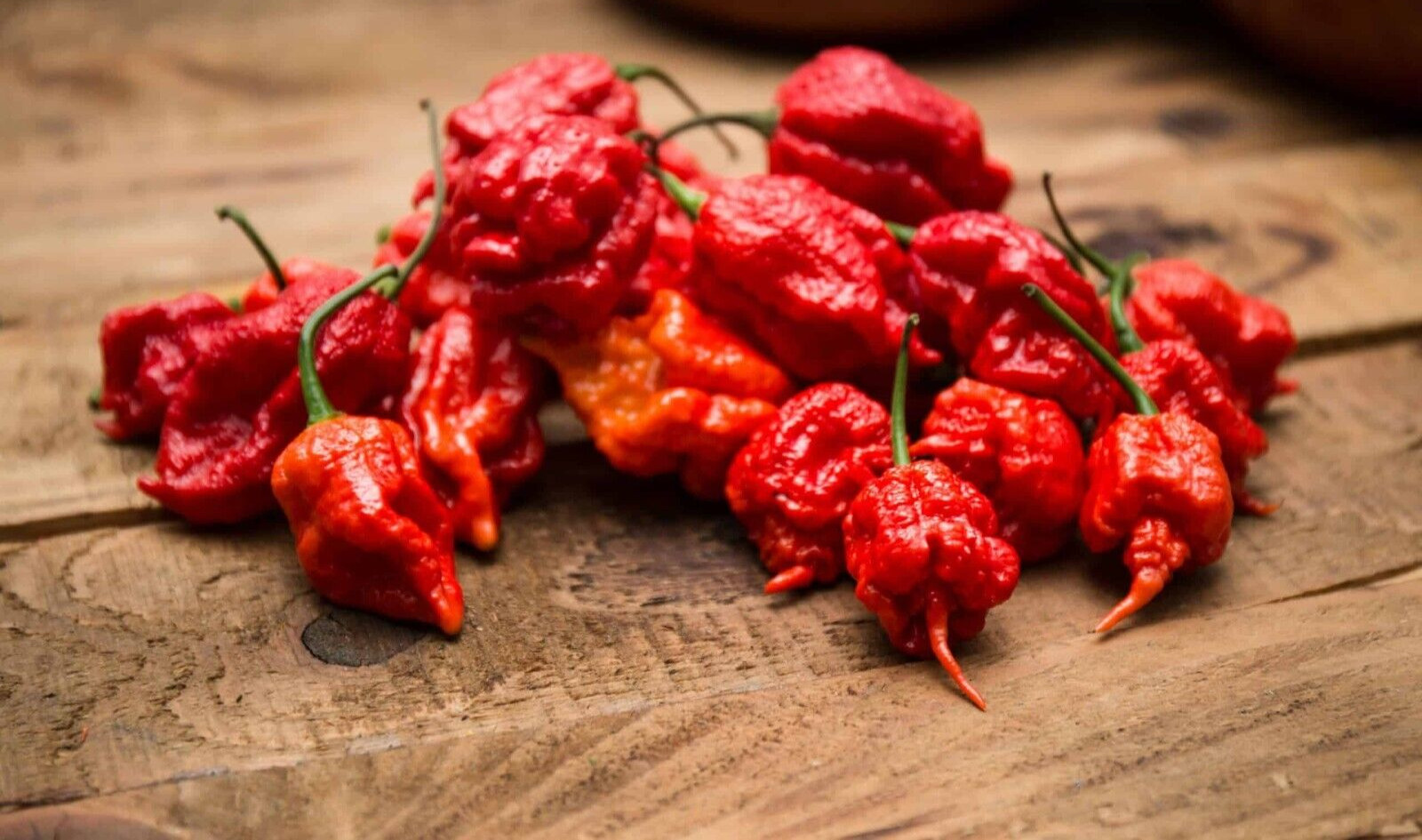 15 Newly Harvested Super-Hot Fresh Carolina Reaper Red Premium Pepper Seeds-A 13