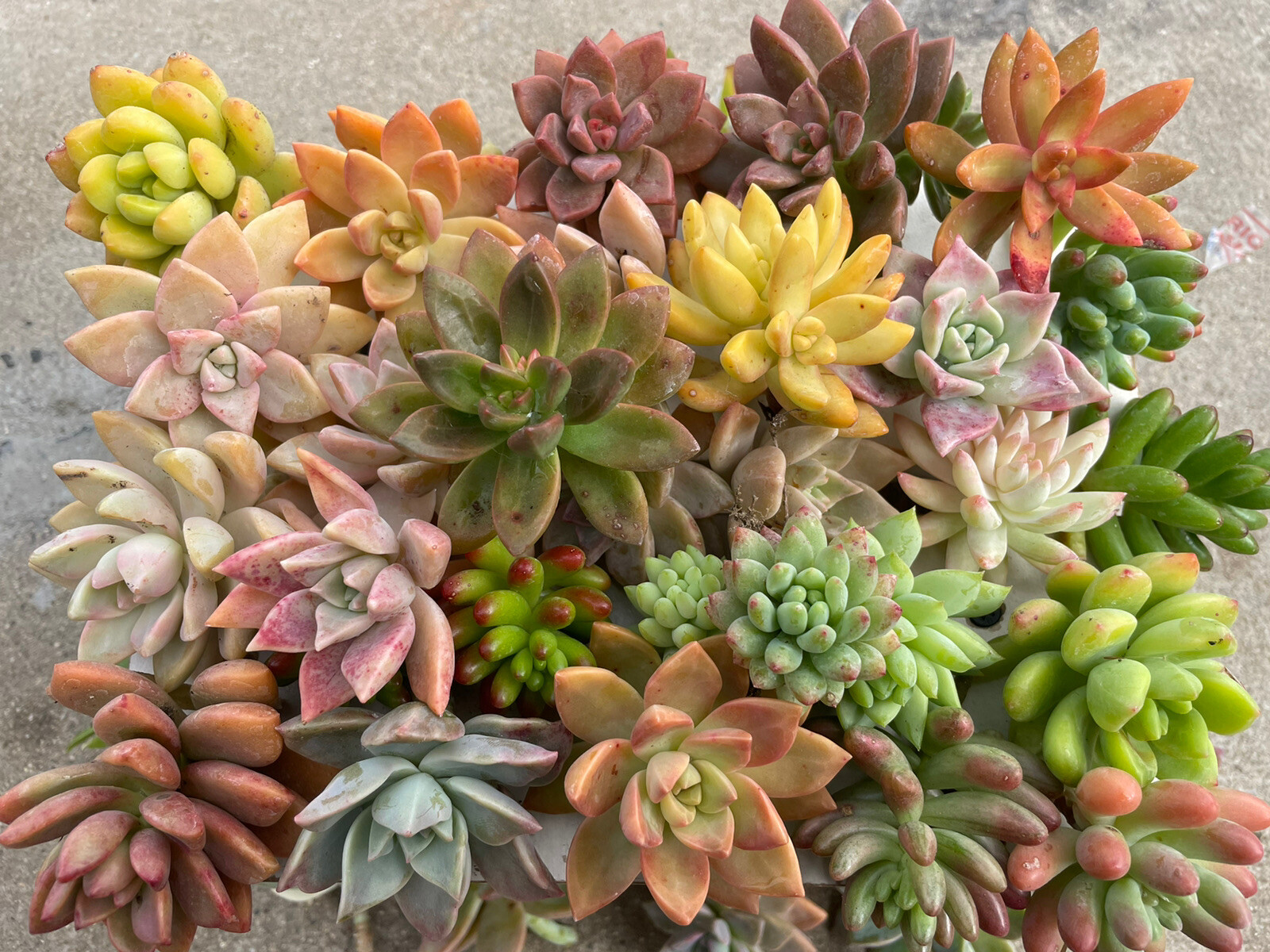 30 colorful cutting succulents (pink, Red,Yellow Orange, Burgundy, Pastel,green)
