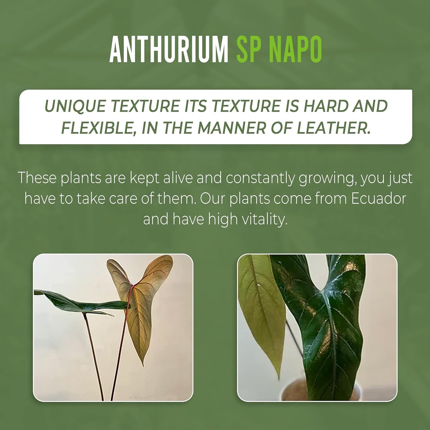 Anthurium SP Napo by LEAL PLANTS ECUADOR Green Live indoor Plants|House Plants