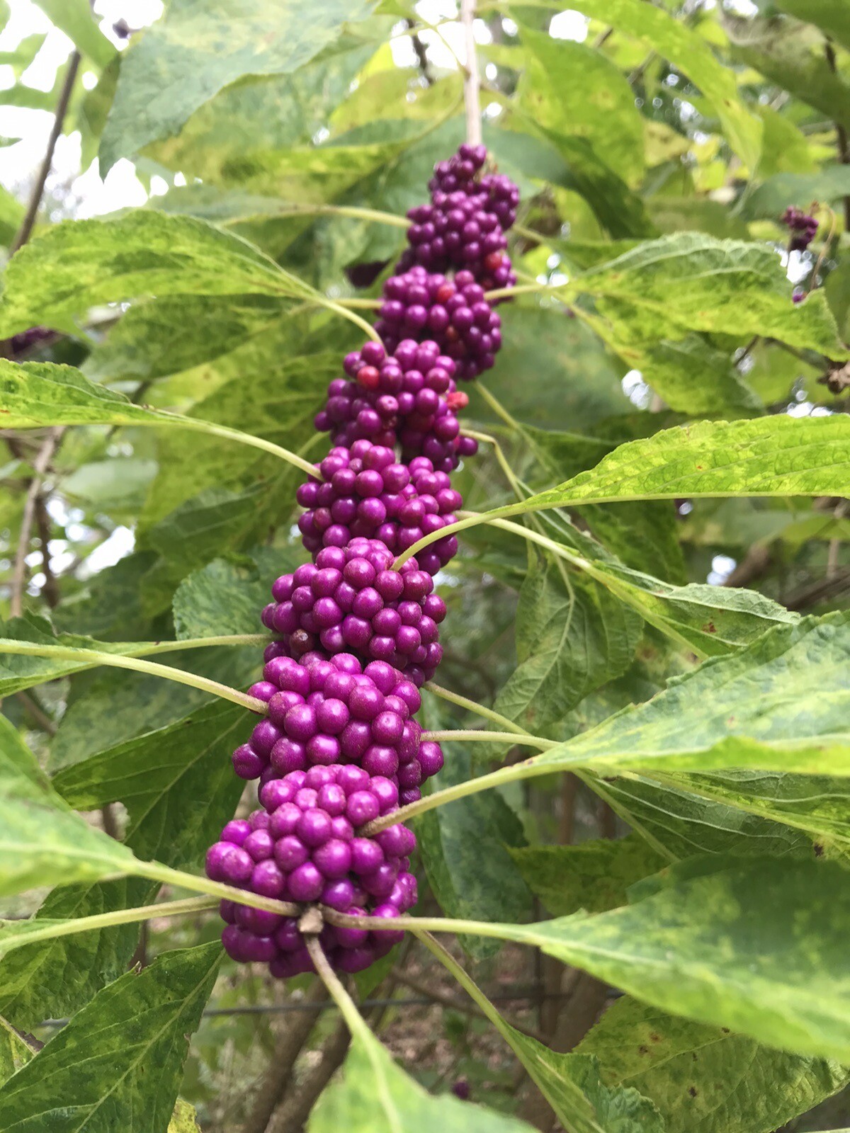 2 Beauty Berry Bushes Live Plant with Roots 8-10 Inches