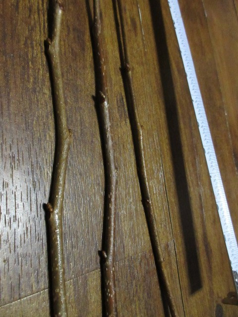 3x Ichi-Ki-Kei-Jiro Asian Persimmon 2026 Fruit Tree Scion Wood Cutting for Graft