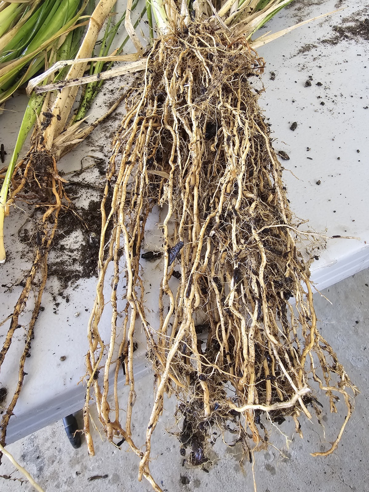 Vetiver live plant for EROSION CONTROL & Ornamental use