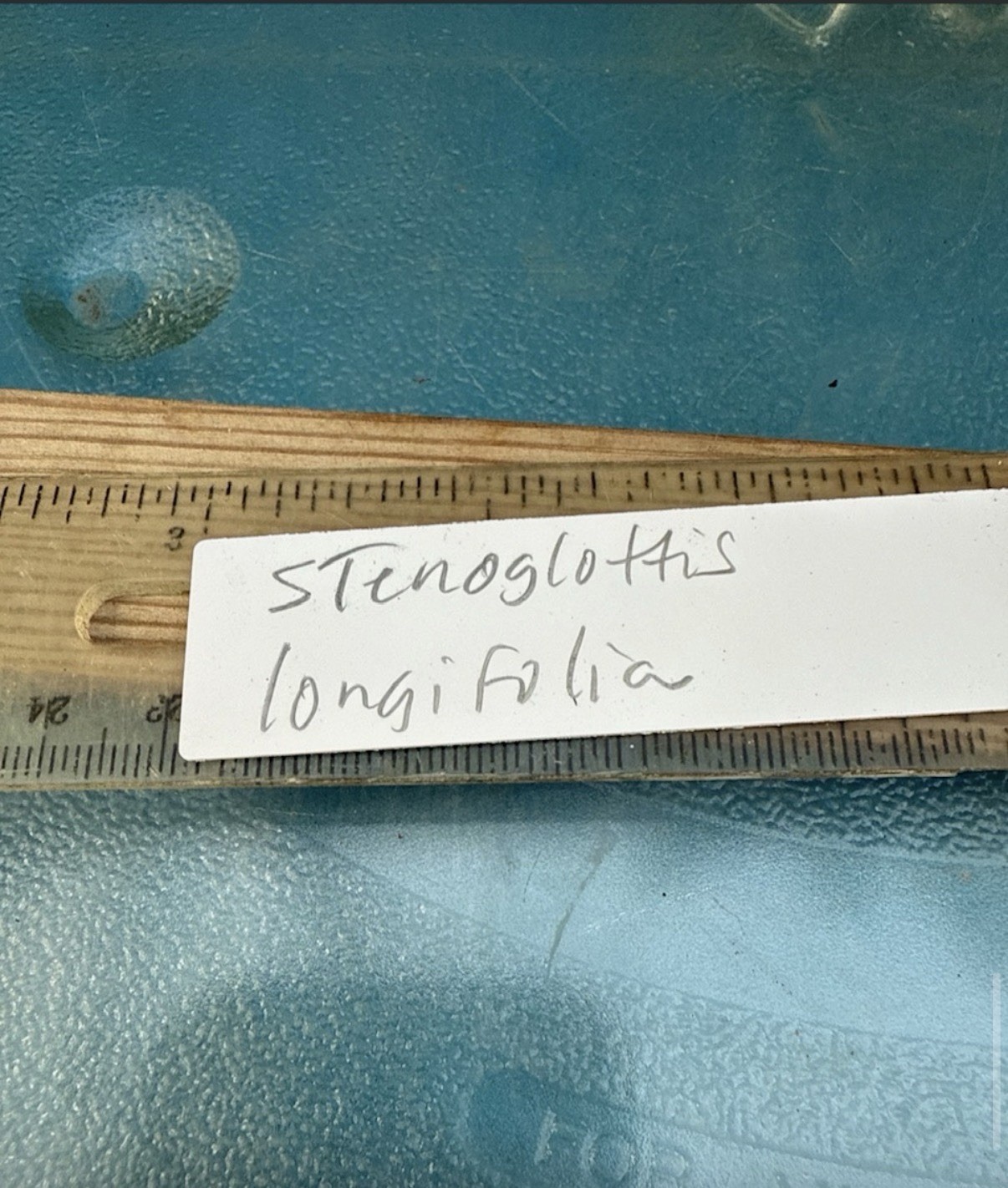 Stenoglottis longifolia NBS Pink Purple Orchid Species 2″ RePot NEW GROWTHS