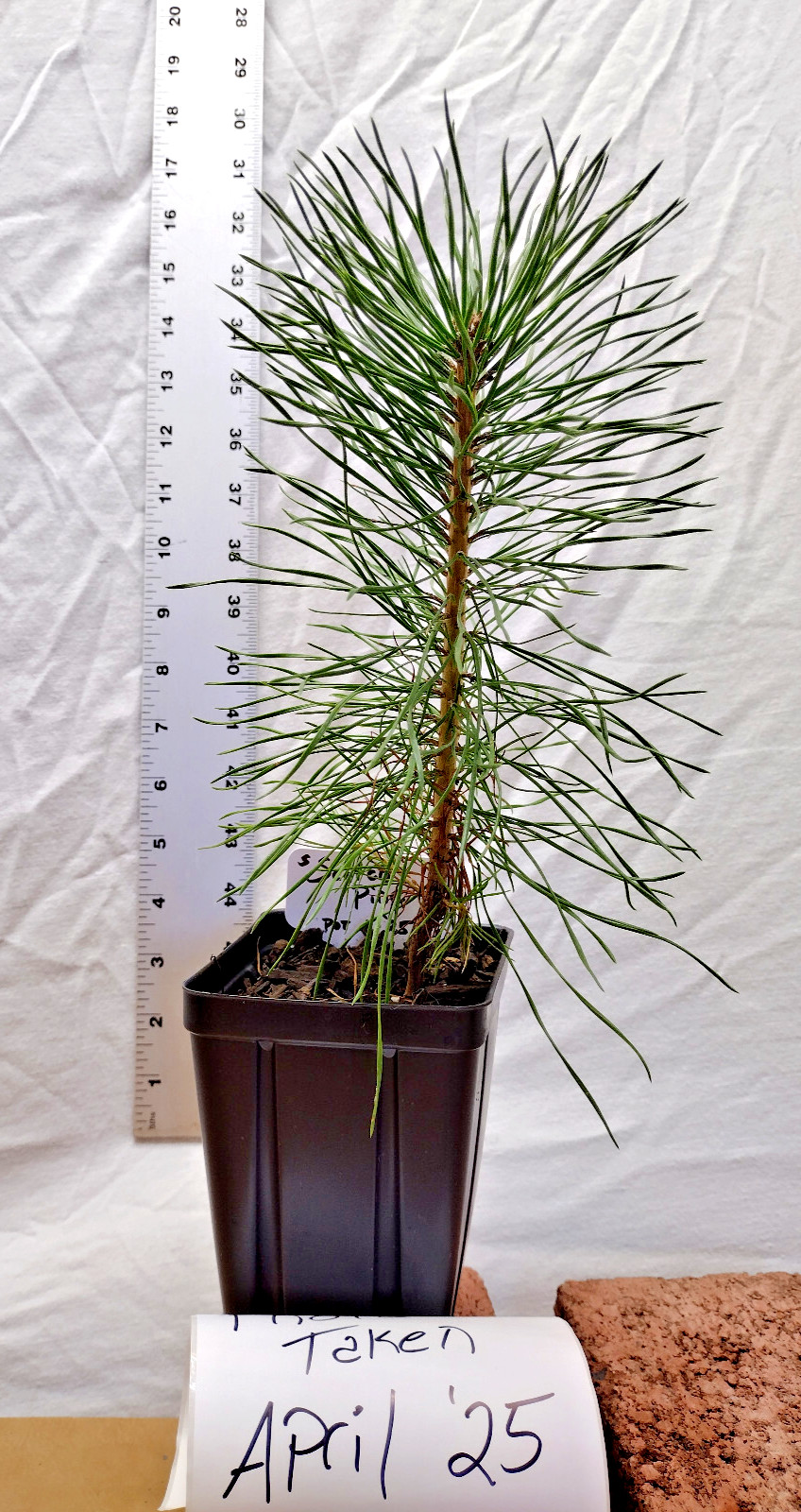 Scotch/Scots Pine. Pinus sylvestris. One year old tree in nursery pot ready for