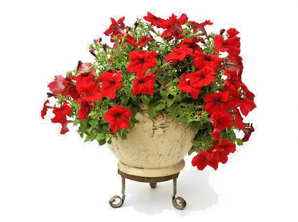25 RED FOUR O’CLOCK SEEDS | SALE FREE SHIPPING NON GMO