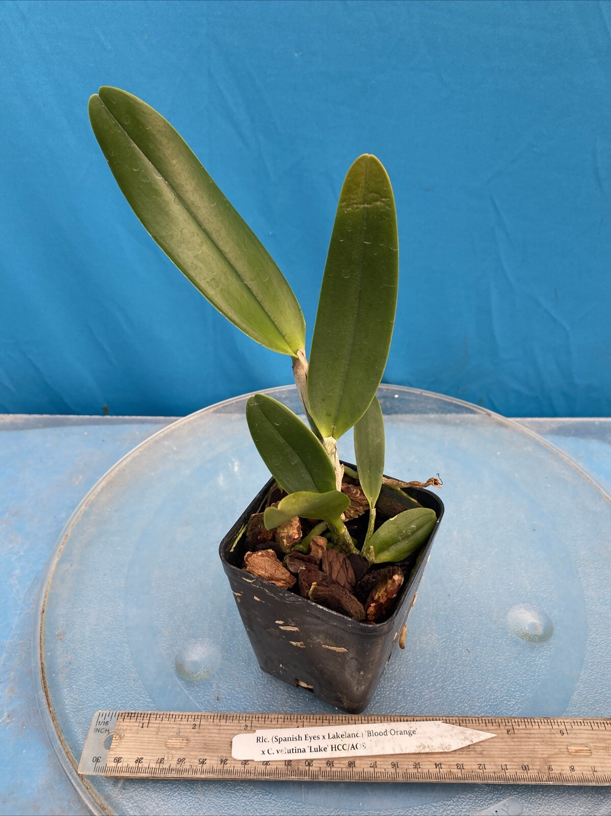 Rlc (Spanish Eyes X Lakeland) X Cattleya velutina Fragrant Orchid Hybrid 4” Pot
