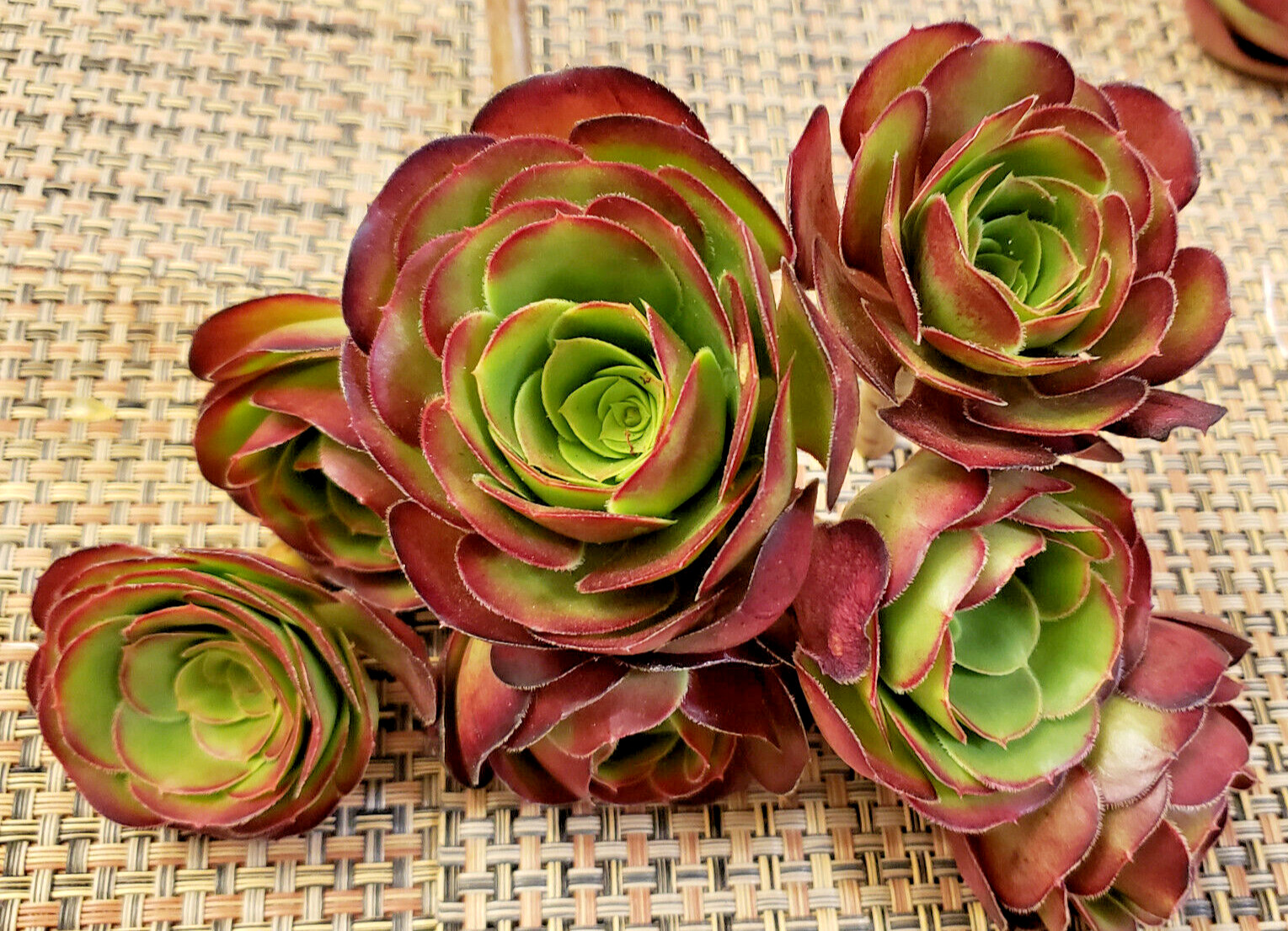 2 x MEDIUM SIZE AEONIUM ‘VELOUR’ CUTTING – 2″ (= 5 CM) diameter