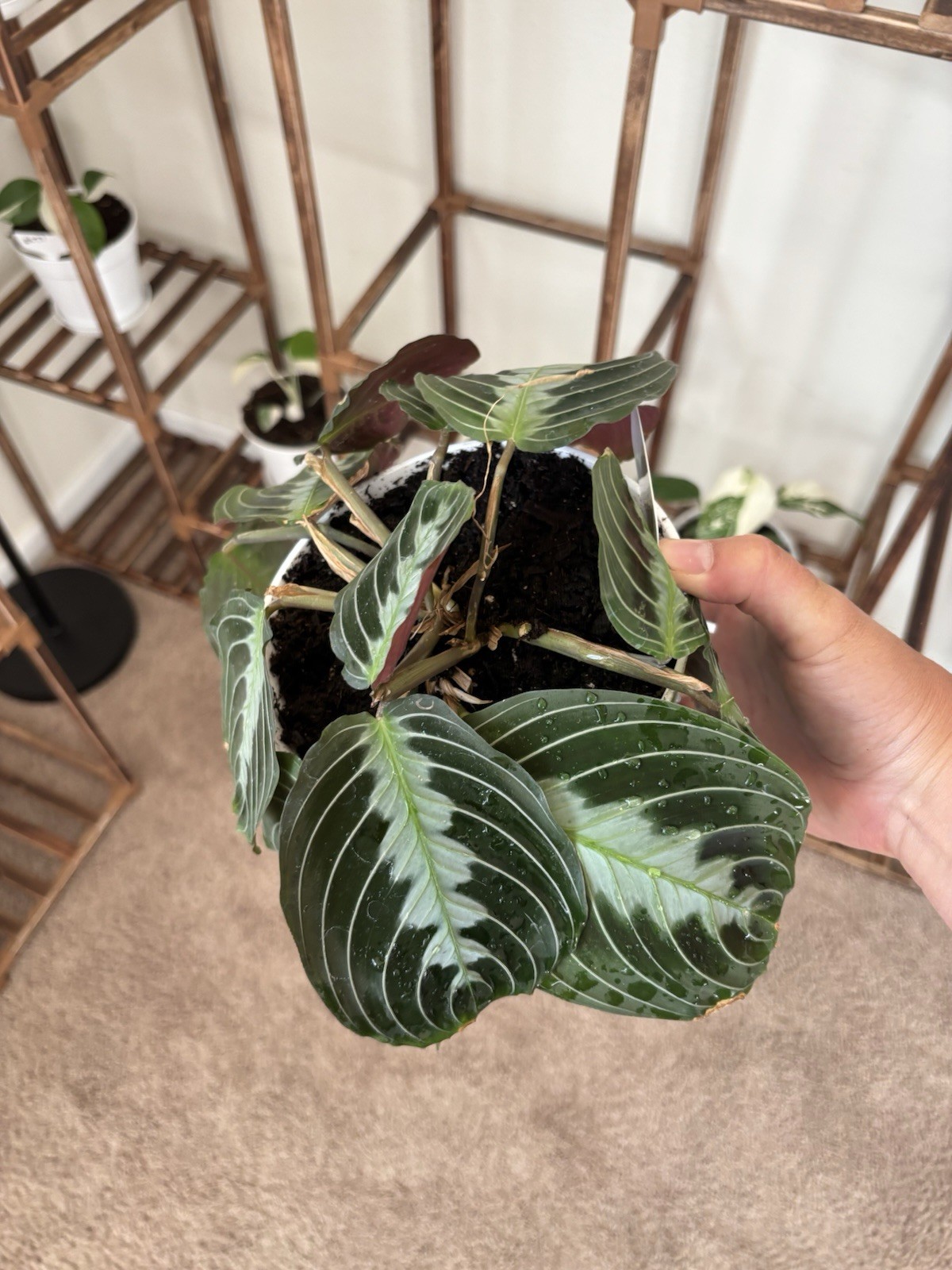 Marantha Black Prayer 6″ Pot Rare Exact Plant #010
