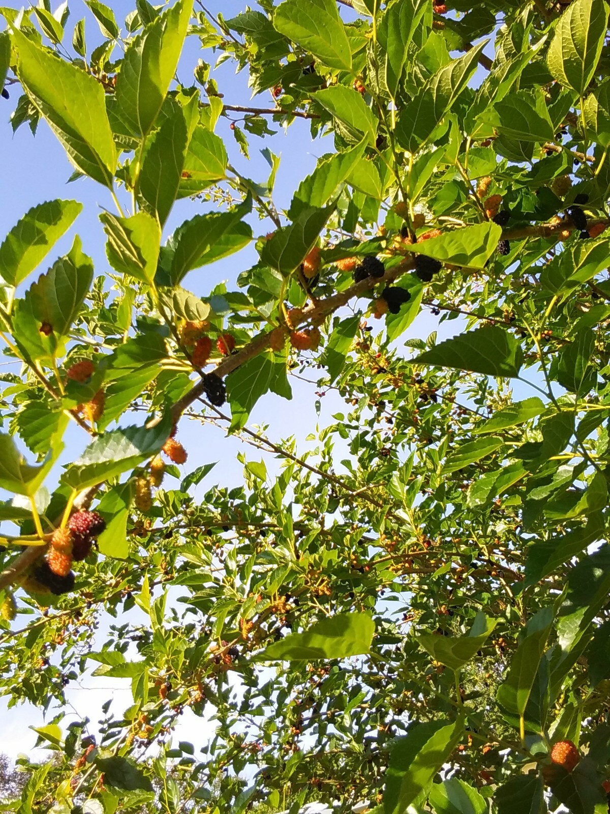 Red Black Mulberry Tree 6 Cuttings, 6″-10″ Organic Garden Fruit &Leaves Edible