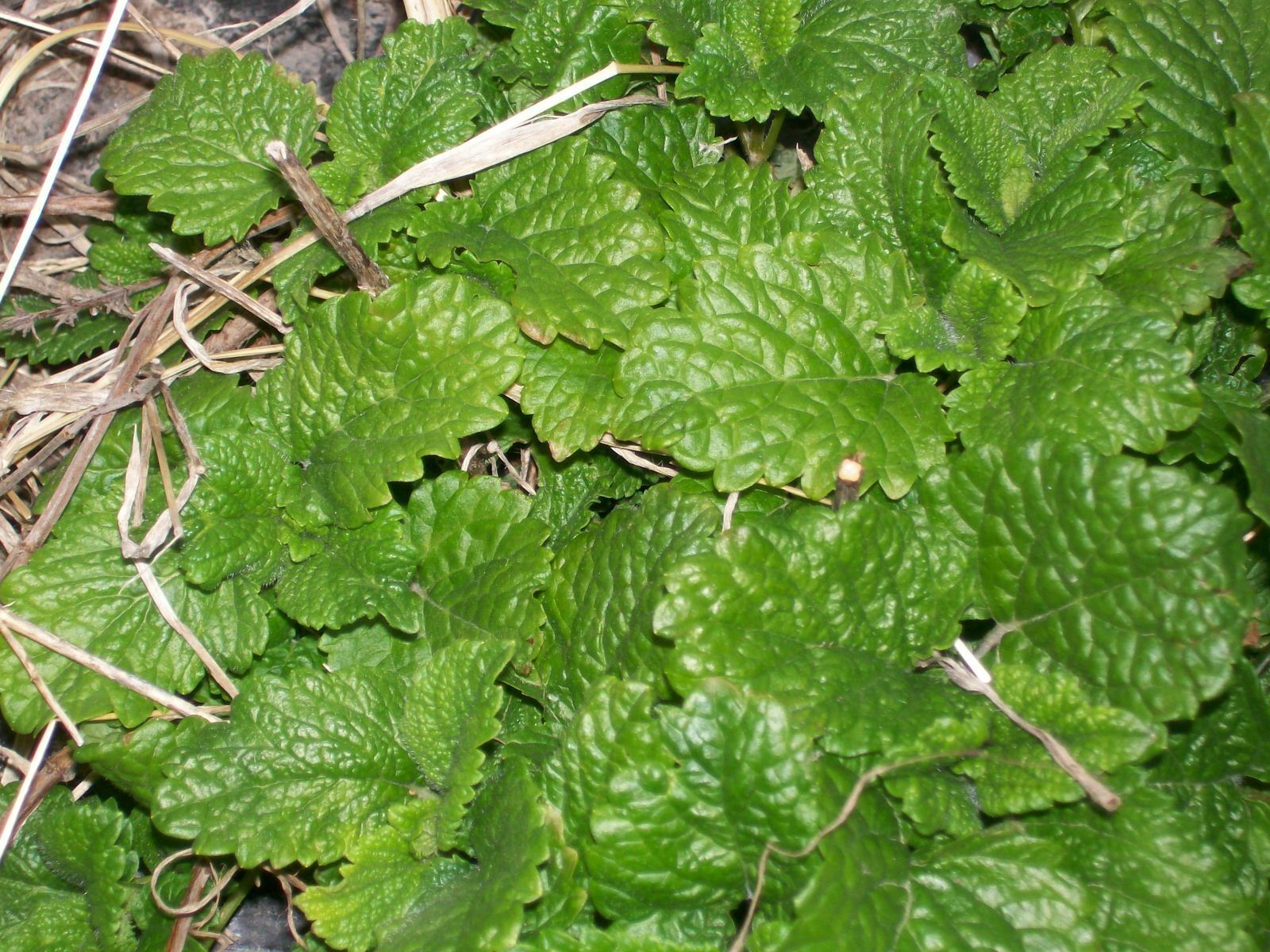 SPEARMINT HERBAL LIVE STARTER PLANTS PERENNIAL SET OF 6
