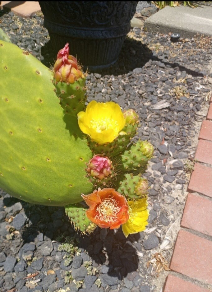 prickly pear cactus plant, grows orange pink and yellow blooms, Pears are edible