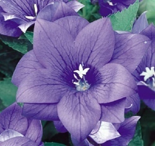40+ BLUE PLATYCODON DOUBLE BALLOON FLOWER SEEDS / PERENNIAL