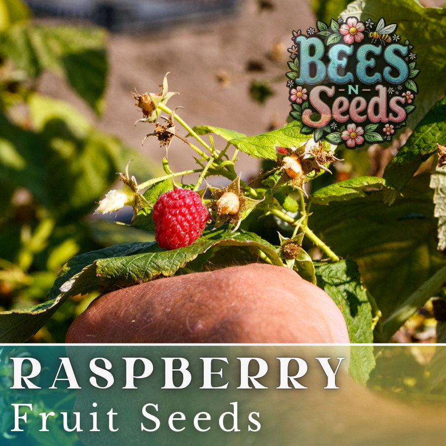 Crave Raspberry Seeds 125, 300, 750 Seeds Fruit Seeds, Non GMO, Bulk Seeds