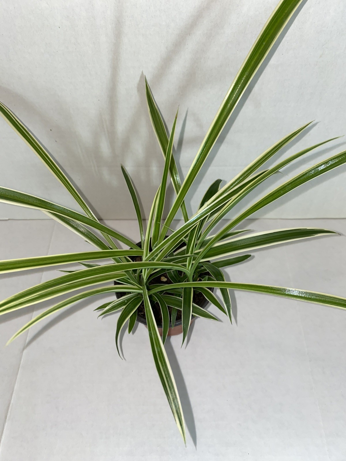 Spider Plant – Rooted Starter Plant – Easy to grow and ready to repot