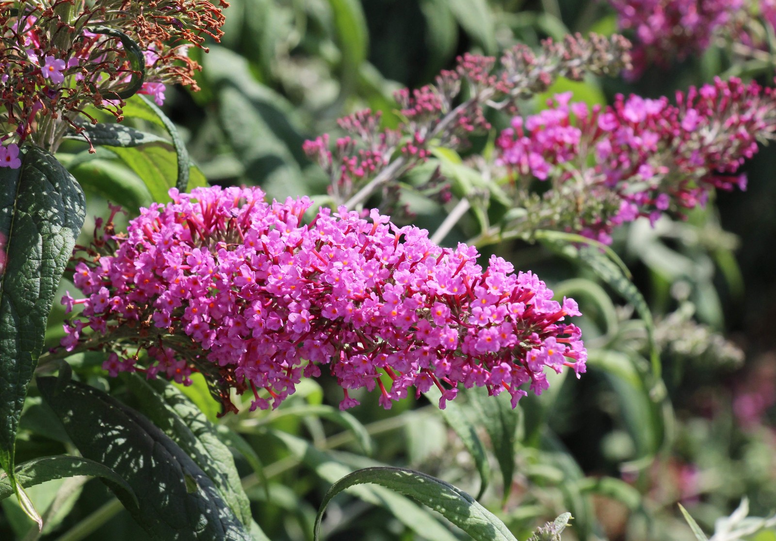 100 MIXED COLORS BUTTERFLY BUSH Buddleia Davidii Flower Seeds *Flat S/H