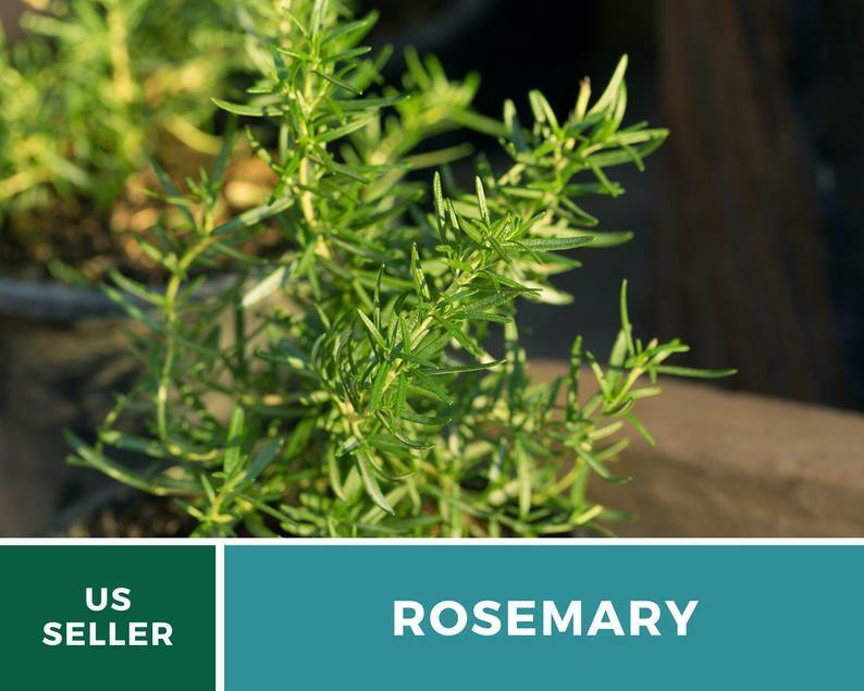 Rosemary – 50 Seeds – Medicinal & Culinary Herb – GMO Free