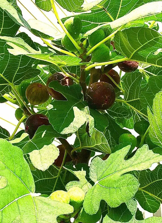Organic Fig Tree 5 Cuttings —Hardy Chicago
