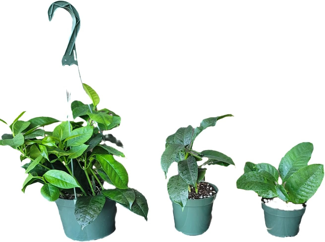 Hoya Shooting Star – Hoya Multiflora – Hoya Plants Live Houseplants – Stunning S