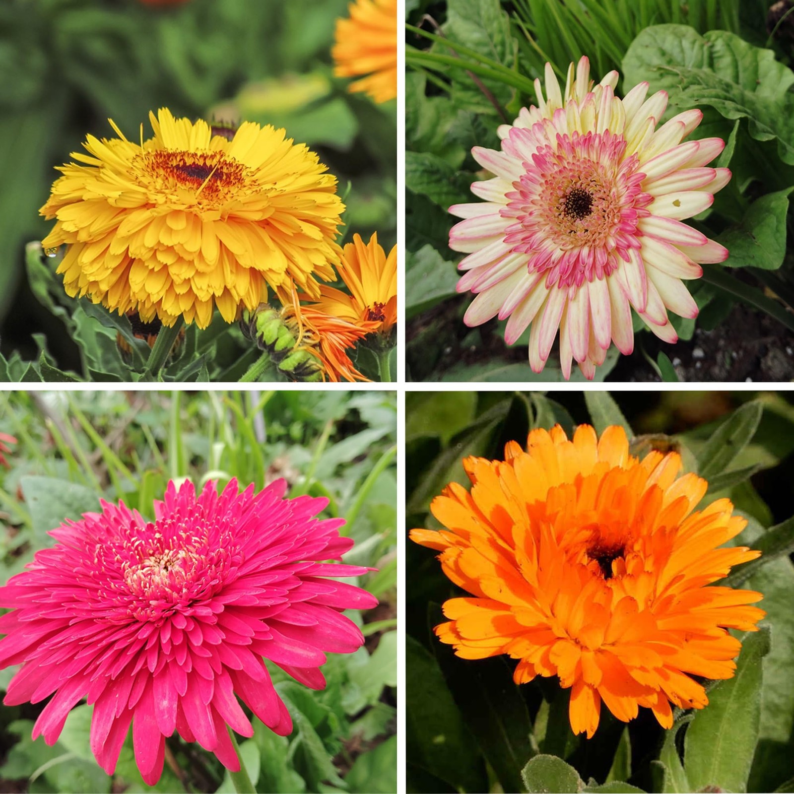 Mix Pot Marigold Seeds (Calendula Officinalis) for Planting, 990+Pcs Rare Marigo