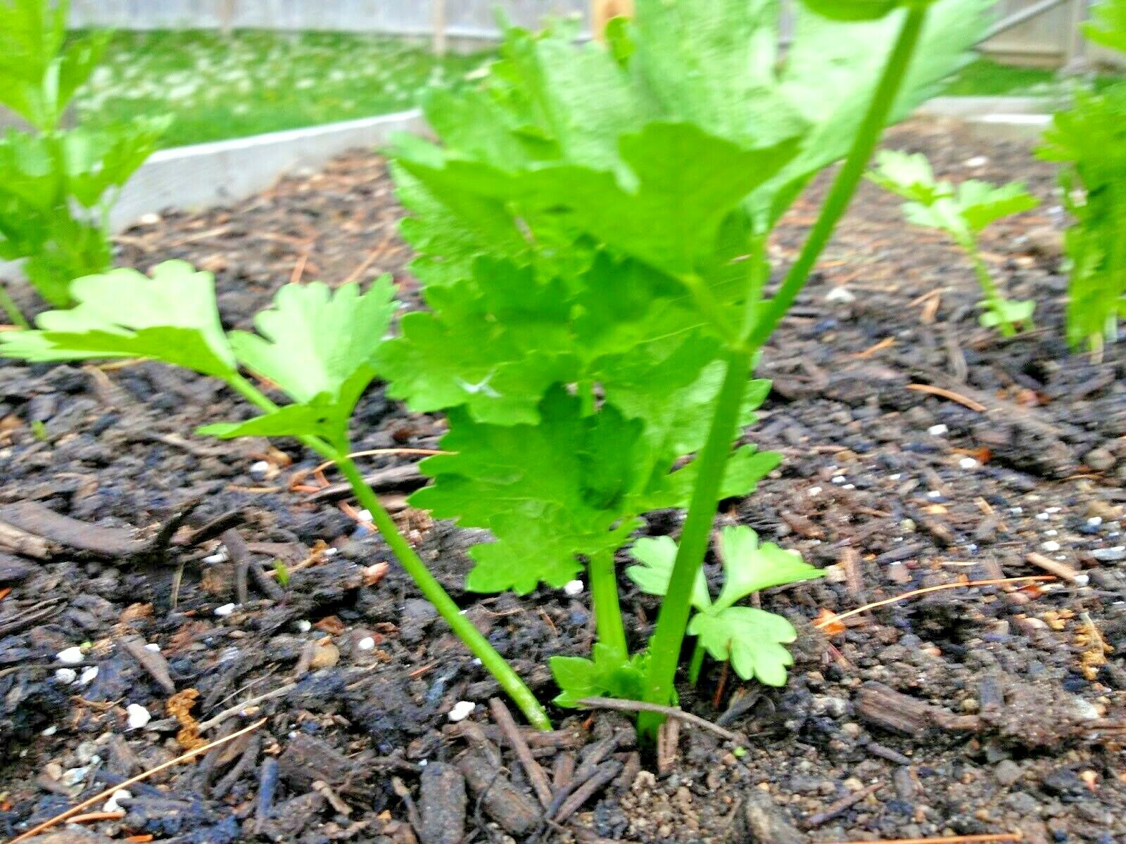 1000+TALL UTAH CELERY Seeds Organic Heirloom Vegetable Summer Garden Container