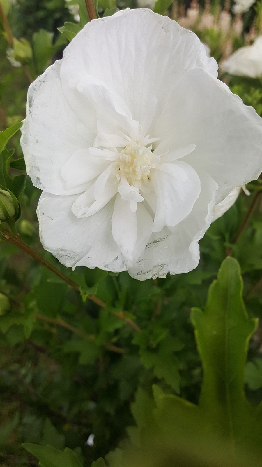 Green Promise Farms Proven Winners – Hibiscus Syriacus White Chiffon Rose Of