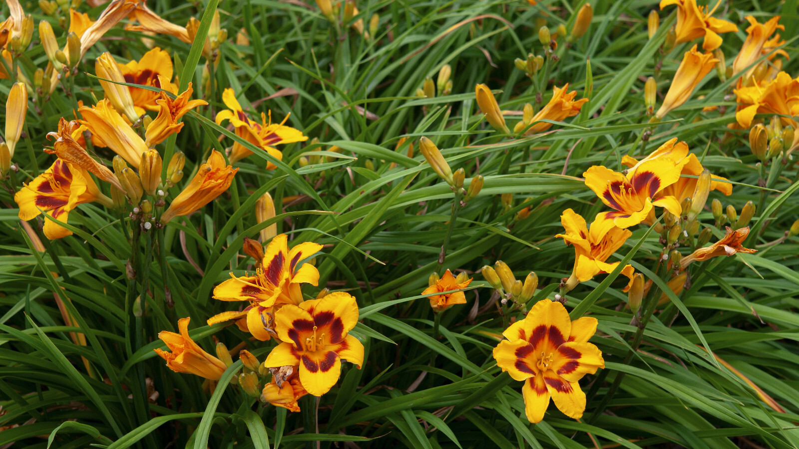 Five Bonanza Two tone Yellow Red Daylily Rooted Starter Plants