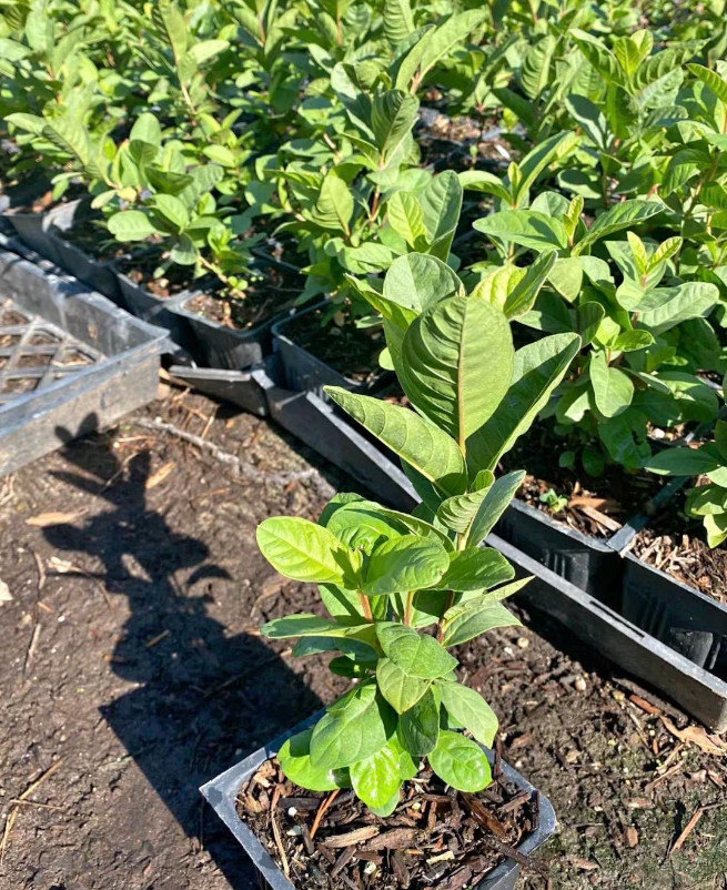 Mexican White Guava Plant Live 4 inch Pot – Sweet Tropical Fruit