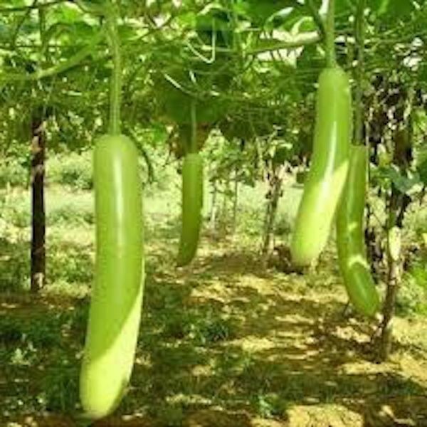 Snake Gourd Seeds, Lagenaria siceraria Bottle Gourd Seeds, 10 -20 hột bầu 2025