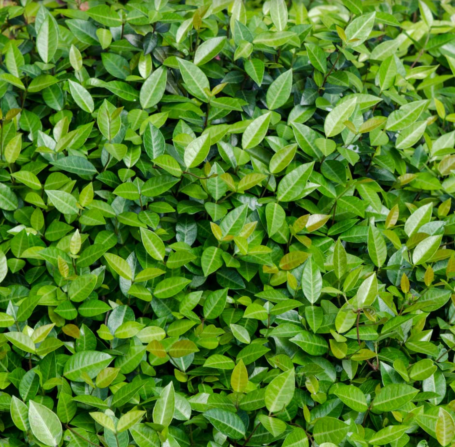 12 Asiatic Jasmine Trachelospermum Live Perennial Plants in 3-1/2 Inch Pots