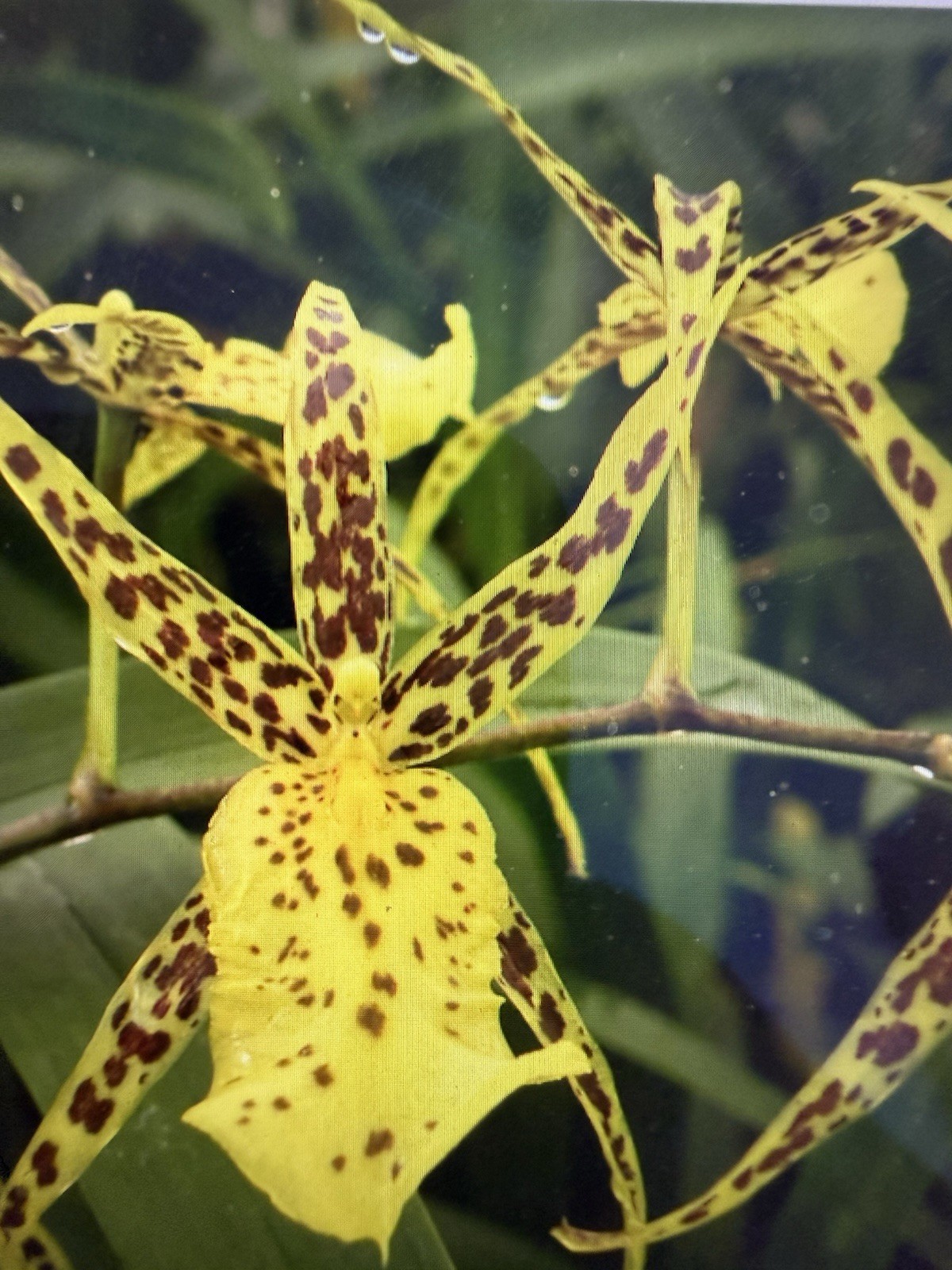 ORCHID Plants 10 Onciduim bulbs $2. each 10 minimum not marked br