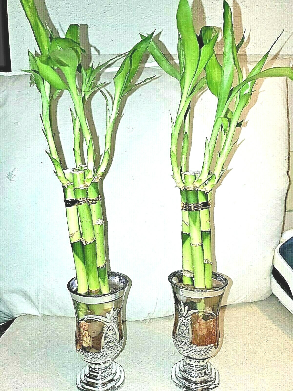 7 LUCKY BAMBOO Stalks 4″ 6″ Indoor Plants, Feng Shui, GIFT, Free Butterfly Stake