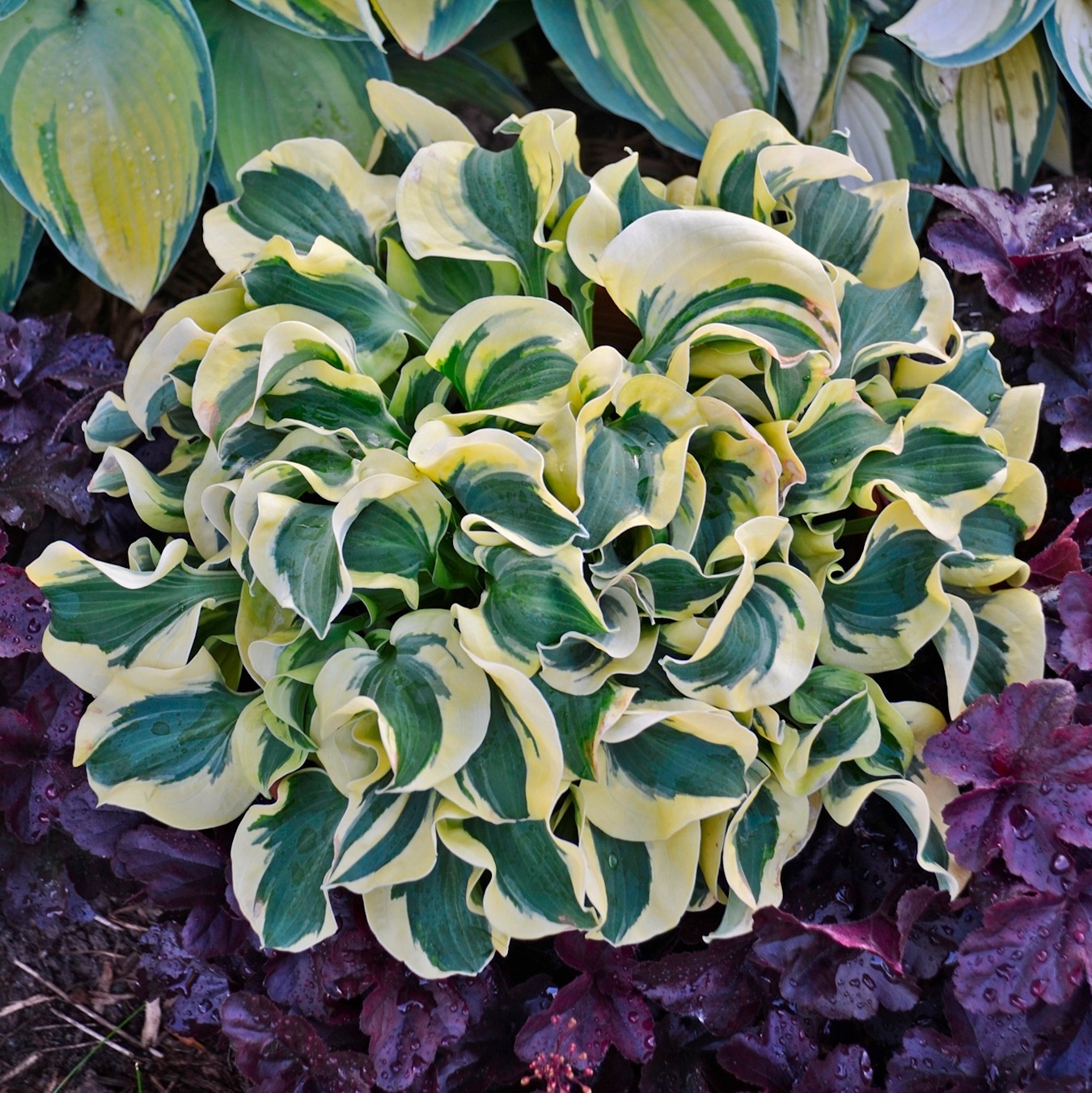 hosta MINI SKIRT mini thick small disease-free 2″ pot = 1 Live Potted Plant