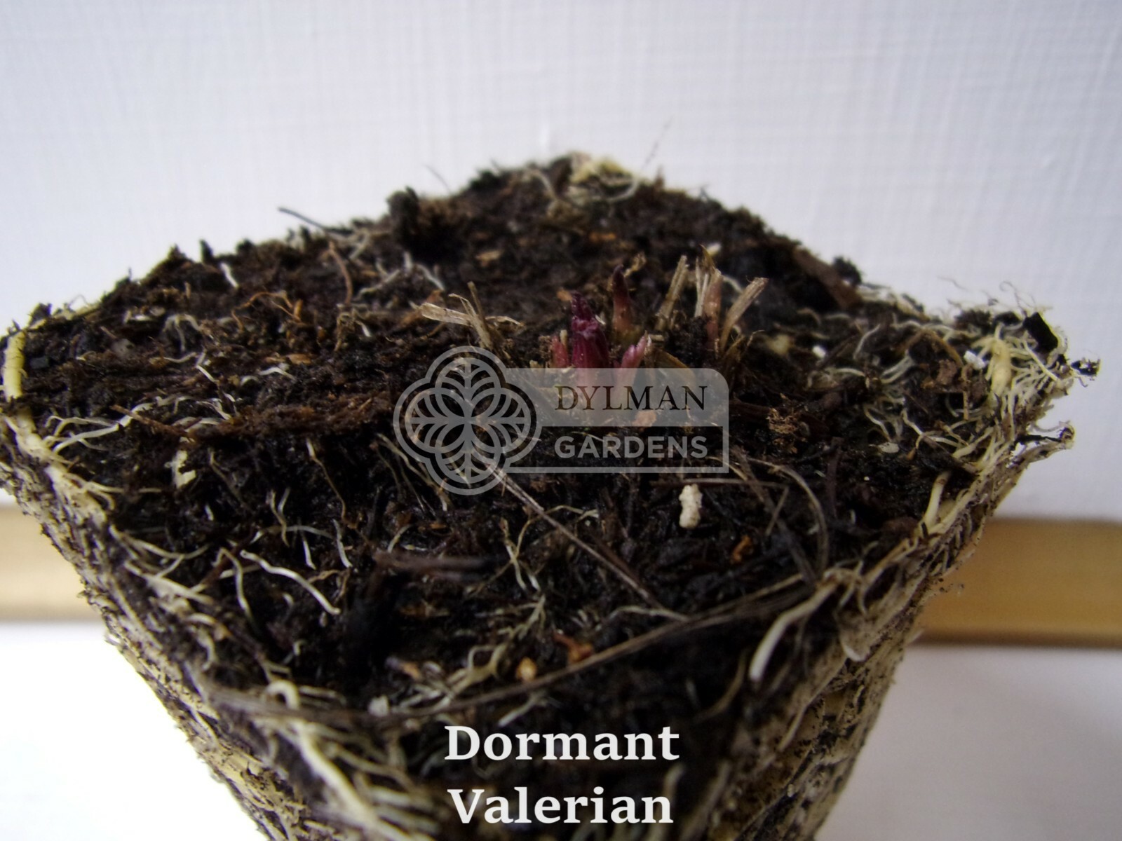 Valerian Plant (Valeriana officinalis) Garden Heliotrope – All-heal – Herb Plant
