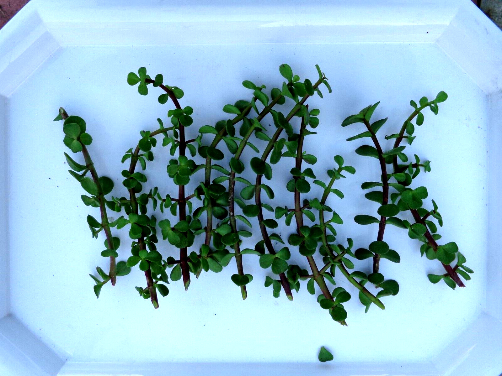 10 cuttings Green/Red stem elephant jade PORTUCALARIA AFFRA bonsai plant