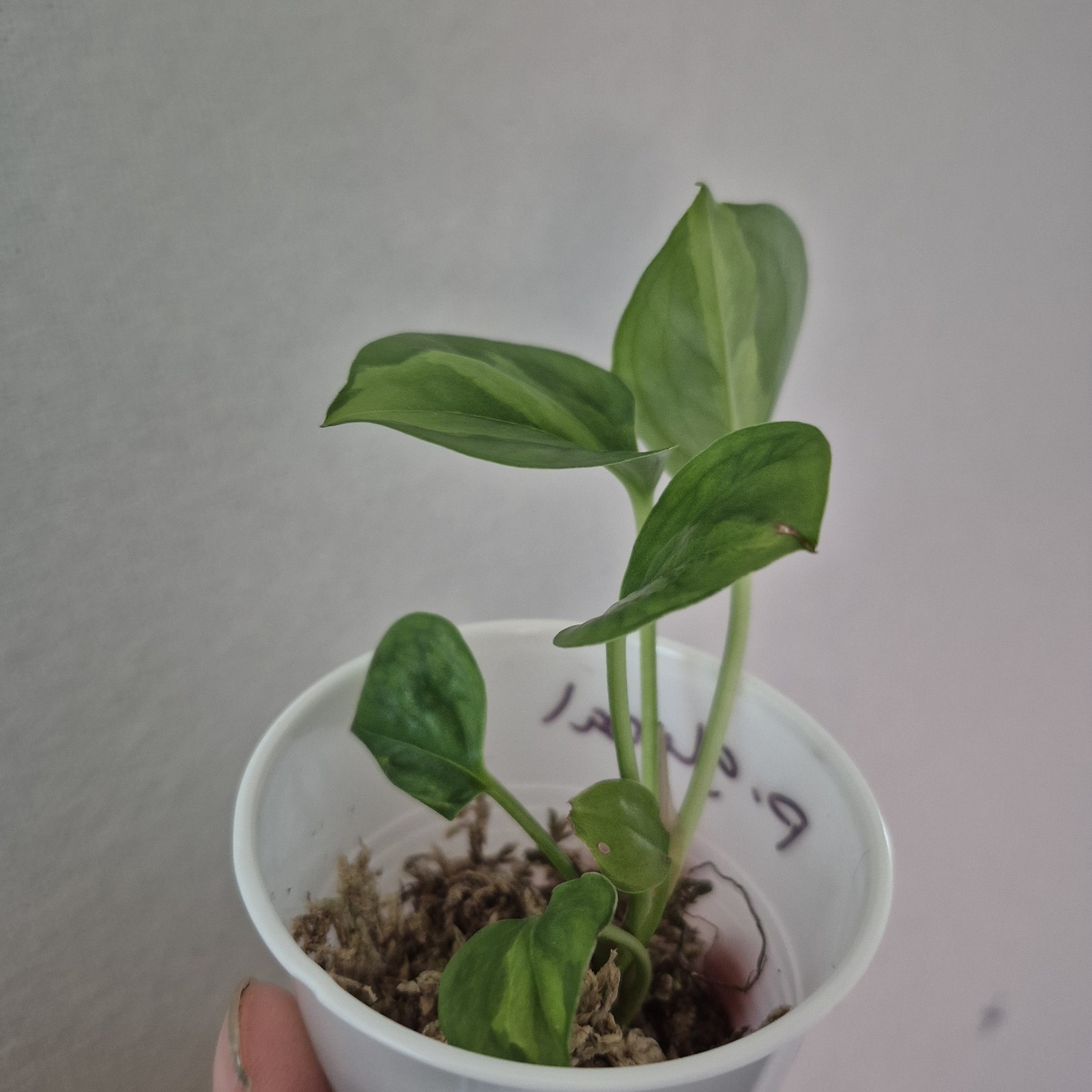 Global Green Pothos – Devils Ivy- Starter Plant Exact Plant 2.5 Inch Cup