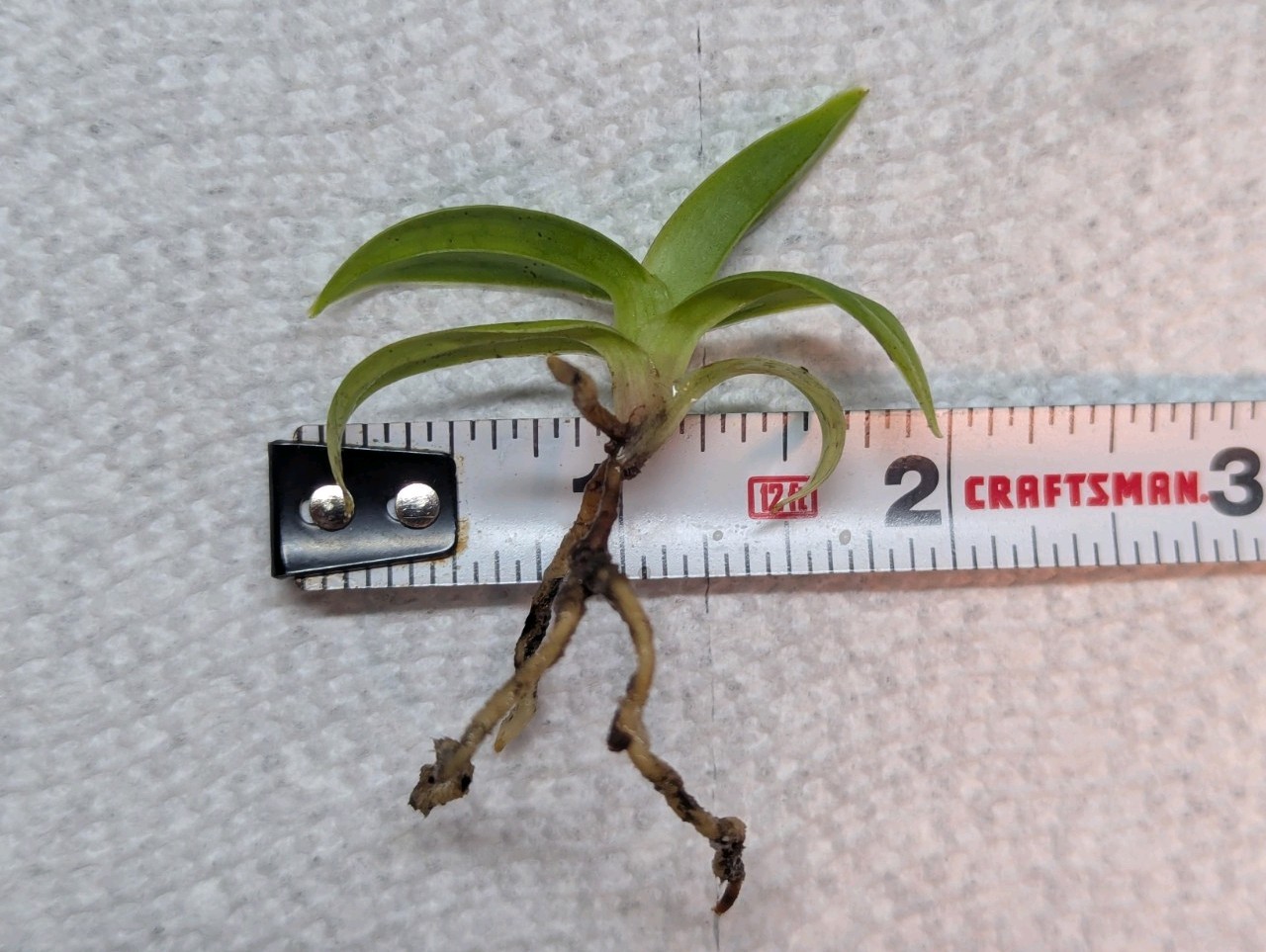 Phragmipedium besseae – ‘Cow Hollow II’ FCC/AOS x self – 3-pack of seedlings! –