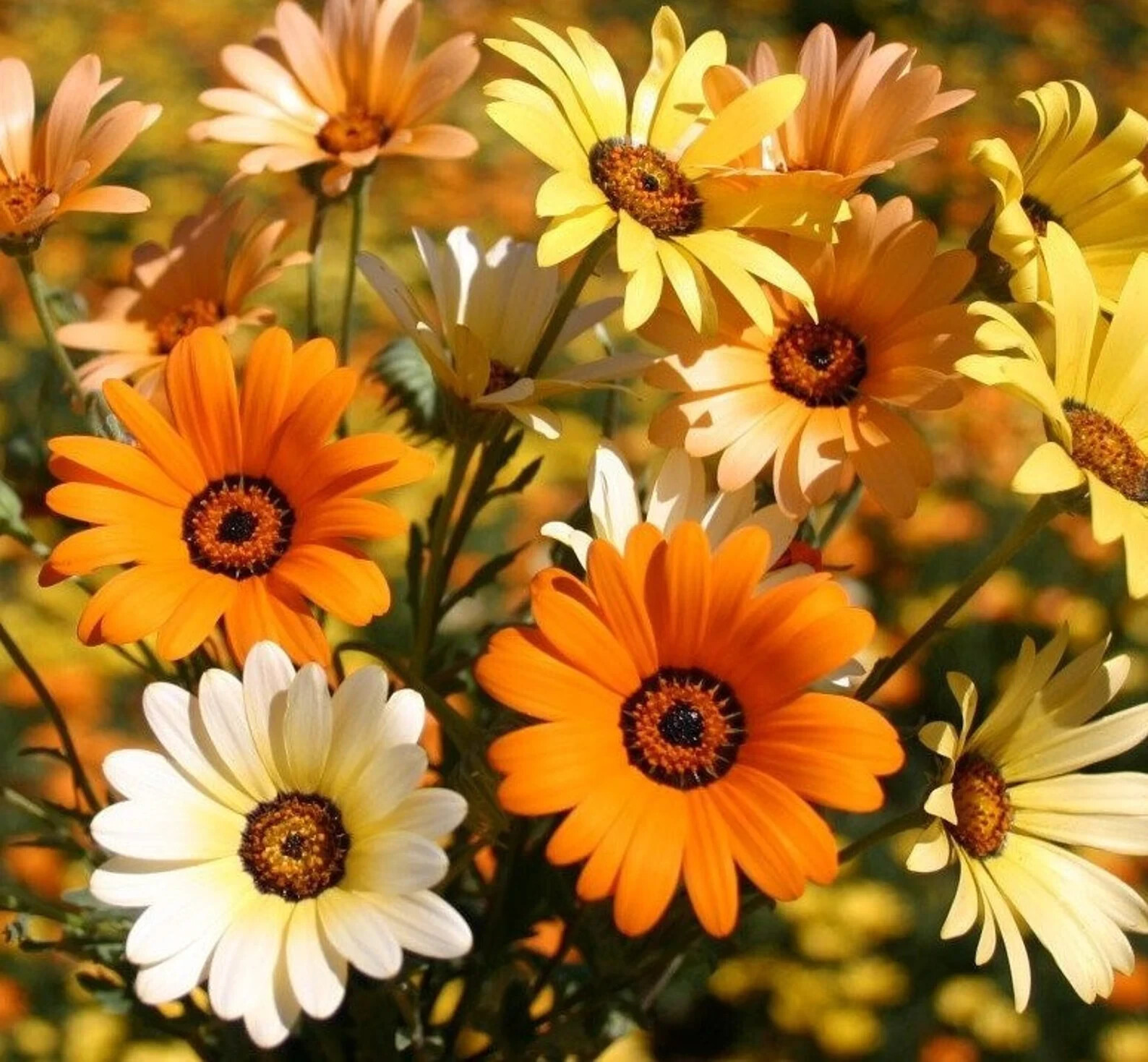 African Mix Daisy Flower Seeds 50pcs/pack Cape Marigold Yellow Orange Sunflower