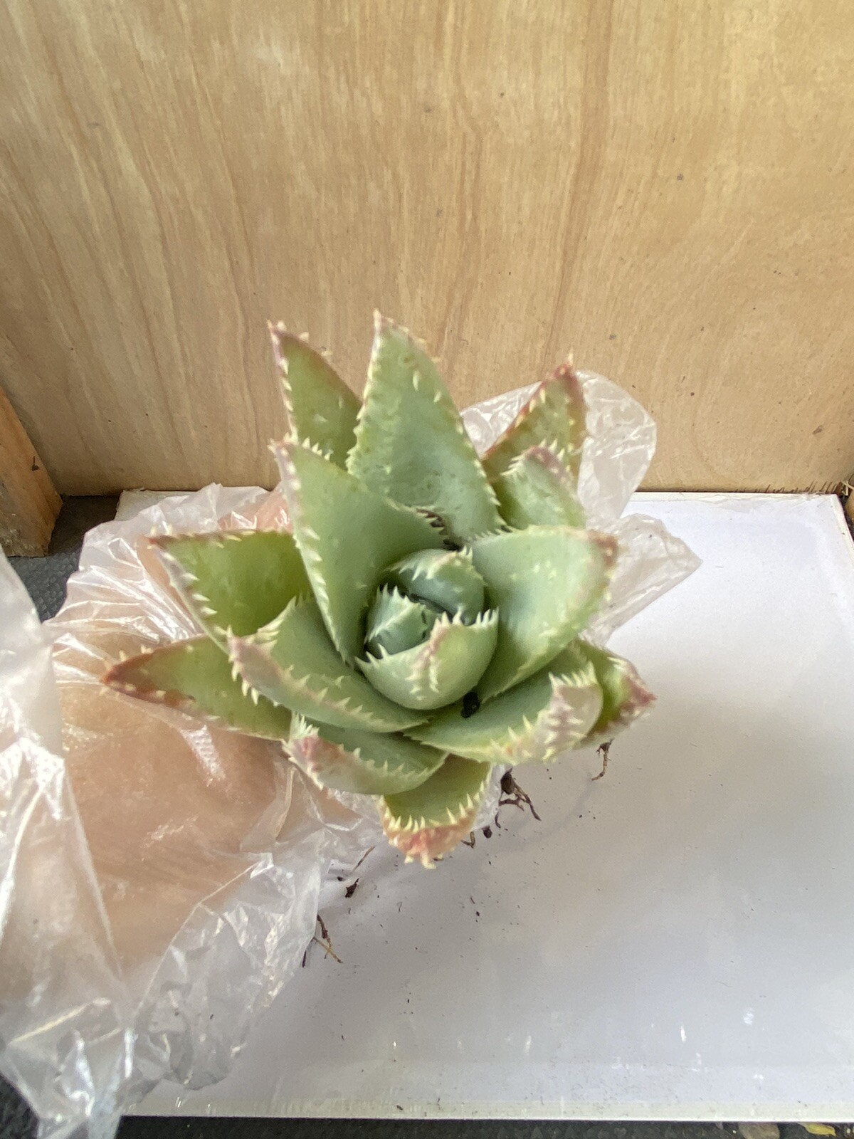 Aloe Brevifolia  Short-Leaved “Crocodile Aloe” Free Shipping
